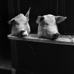 Tête de cochons charcutier